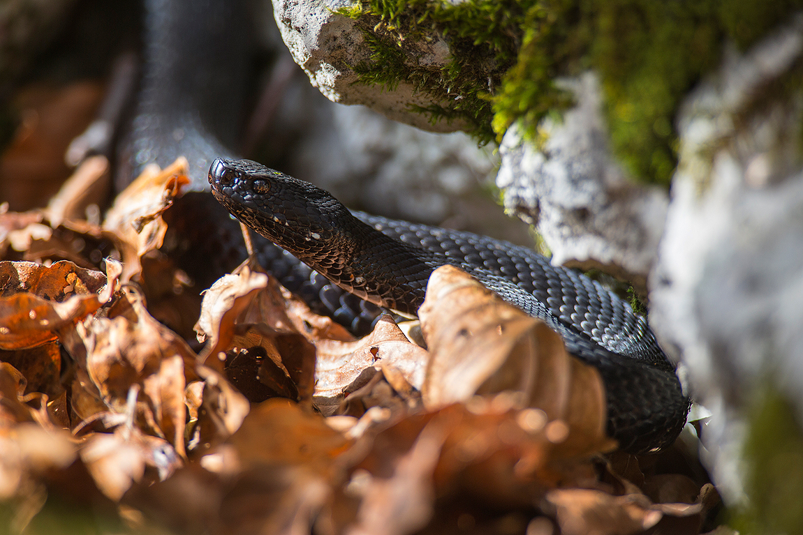 vipera