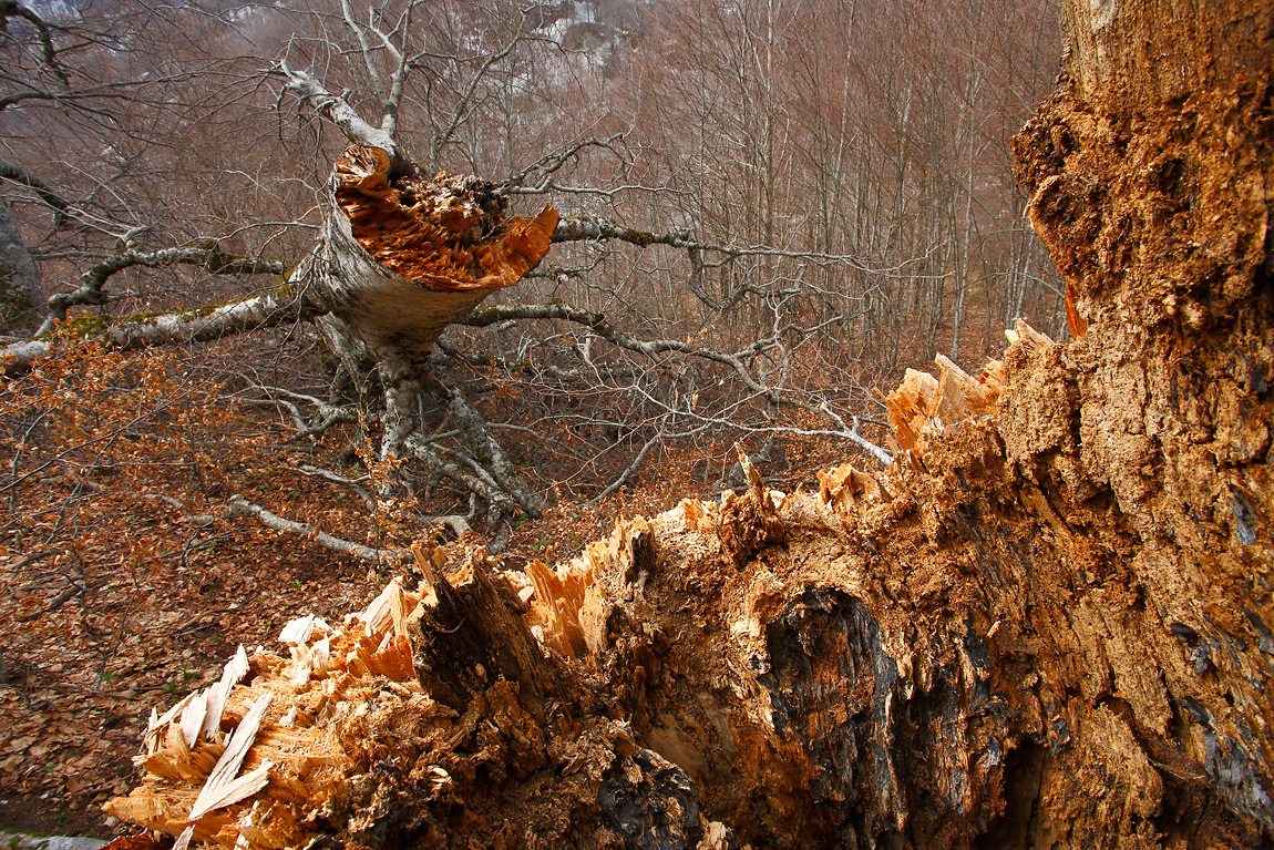 albero-caduto