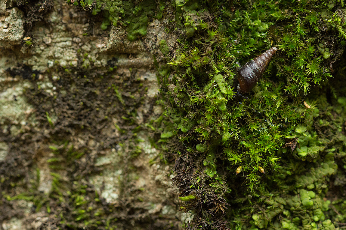 Il gasteropode Clausilia rugosa