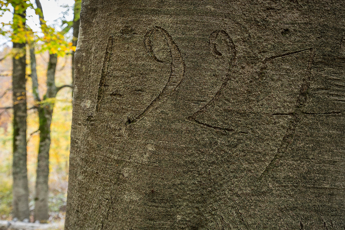 Incisioni nella foresta di Coppo del Principe