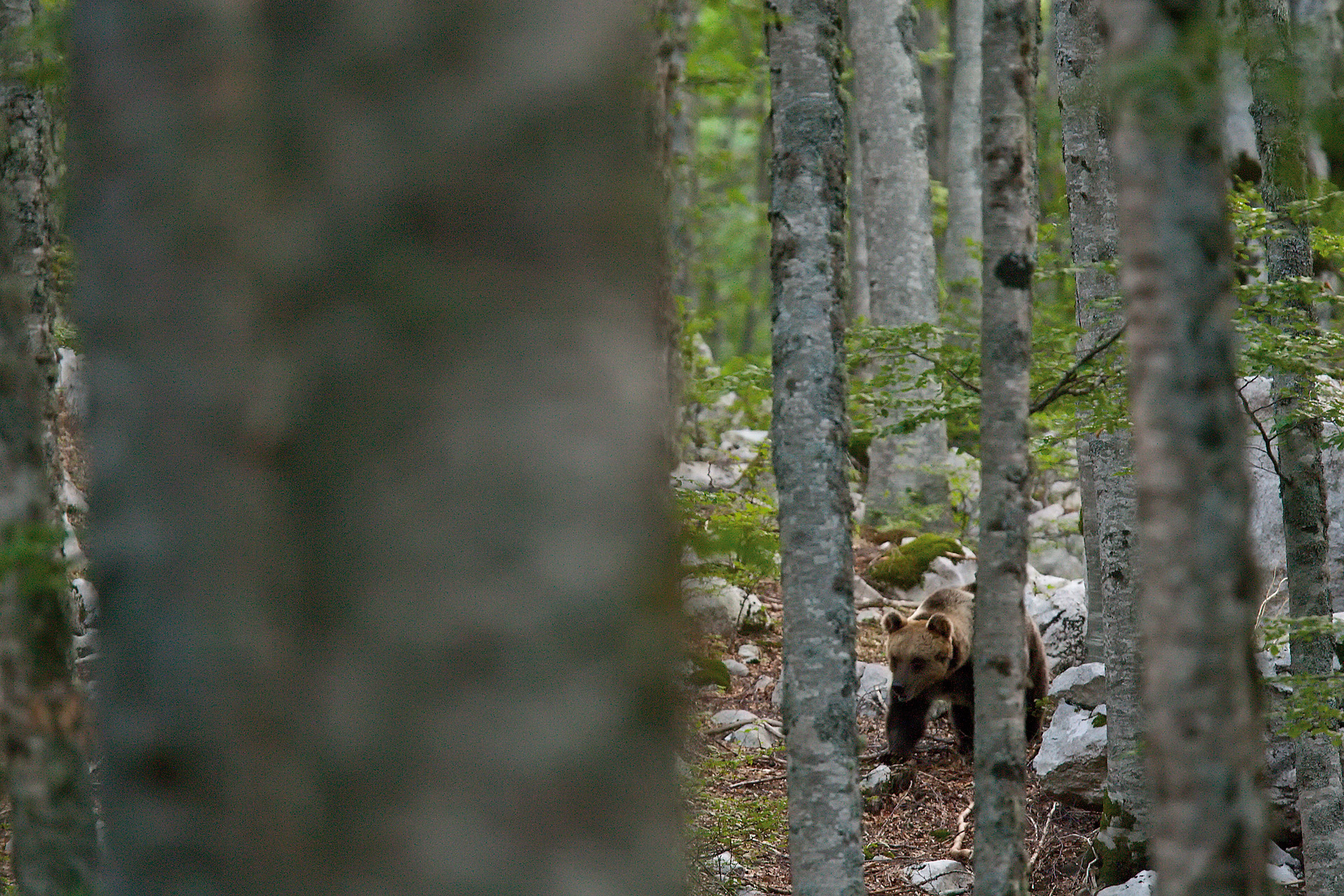 orso-marsicano