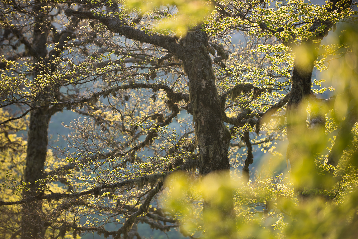 Licheni del genere Usnea, noti come “barba di vecchio”, adornano i rami dei grandi faggi nelle foreste vetuste