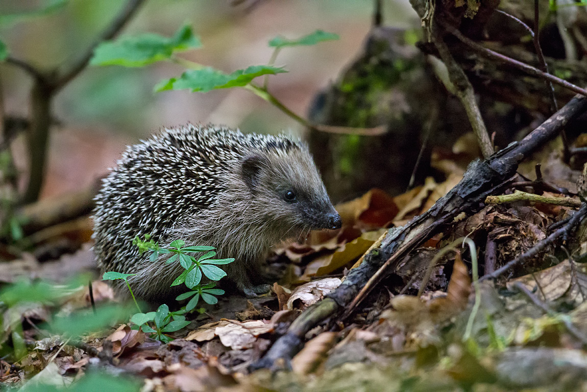 Il riccio (Erinaceus europaeus) è un insettivoro di abitudini prettamente notturno ed un grande predatore di invertebrati della lettiera forestale.