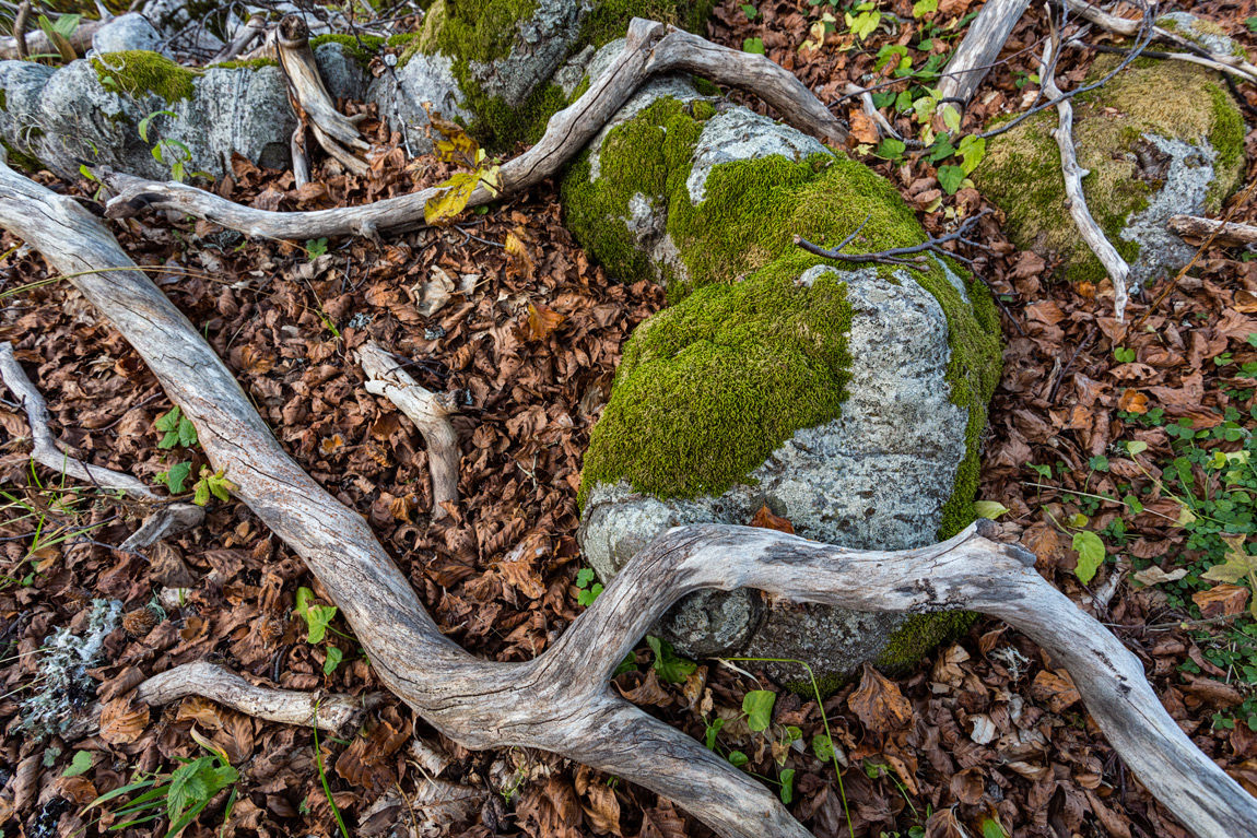 La parte più importante dell'ecosistema forestale si trova sotto i nostri piedi