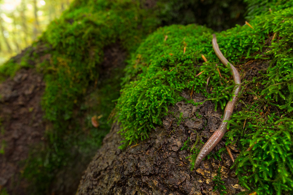 Il lombrico è forse la singola specie più comune ed importante delle nostre foreste.