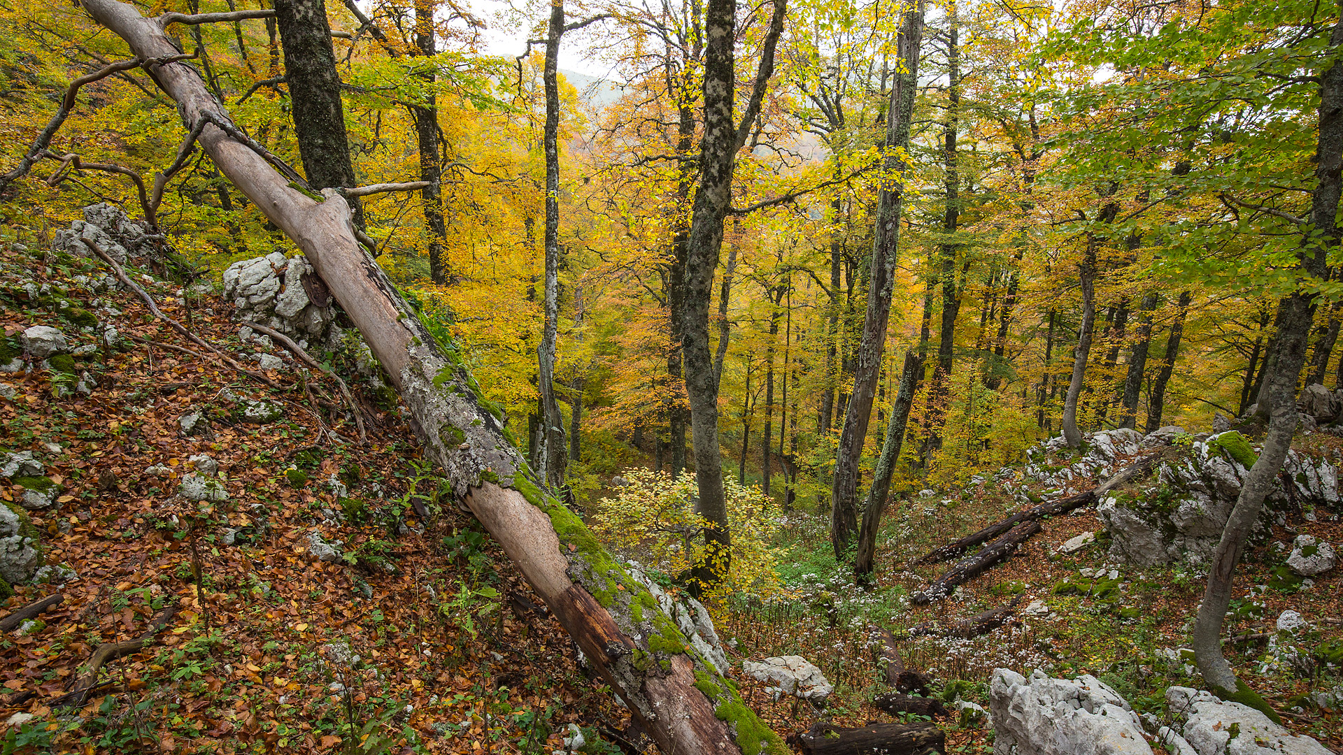 foresta-autunno