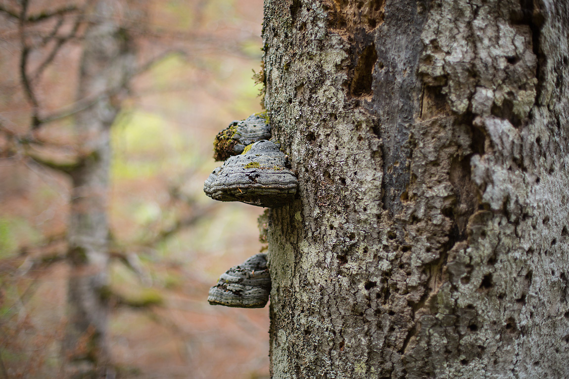 I funghi del genere Fomes sono patogeni del faggio, che causano la marcescenza del legno.