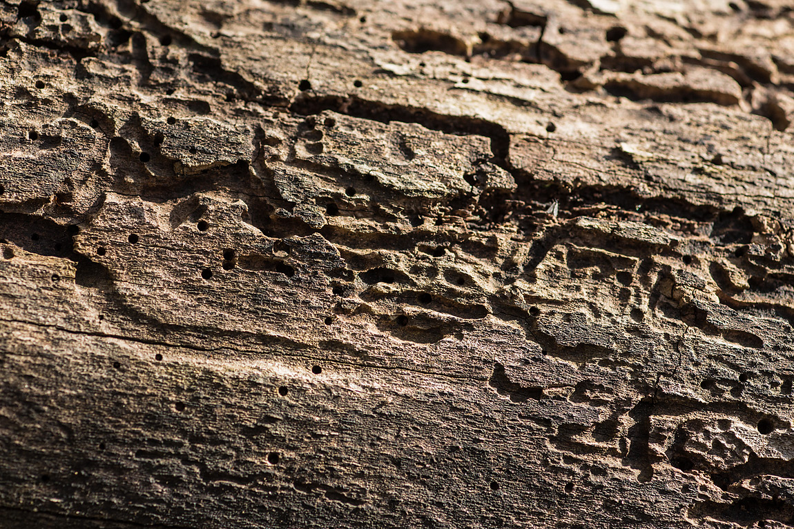 Le larve degli insetti xilofagi, come ad esempio coleotteri delle famiglie Buprestidi, Bostrichidi e Scolitidi, prima di raggiungere la metamorfosi si nutrono del cambio di un albero scavando lunghe gallerie subito sotto la corteccia.