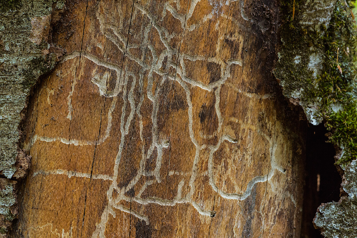 Le larve degli insetti xilofagi, come ad esempio coleotteri delle famiglie Buprestidi, Bostrichidi e Scolitidi, prima di raggiungere la metamorfosi si nutrono del cambio di un albero scavando lunghe gallerie subito sotto la corteccia.