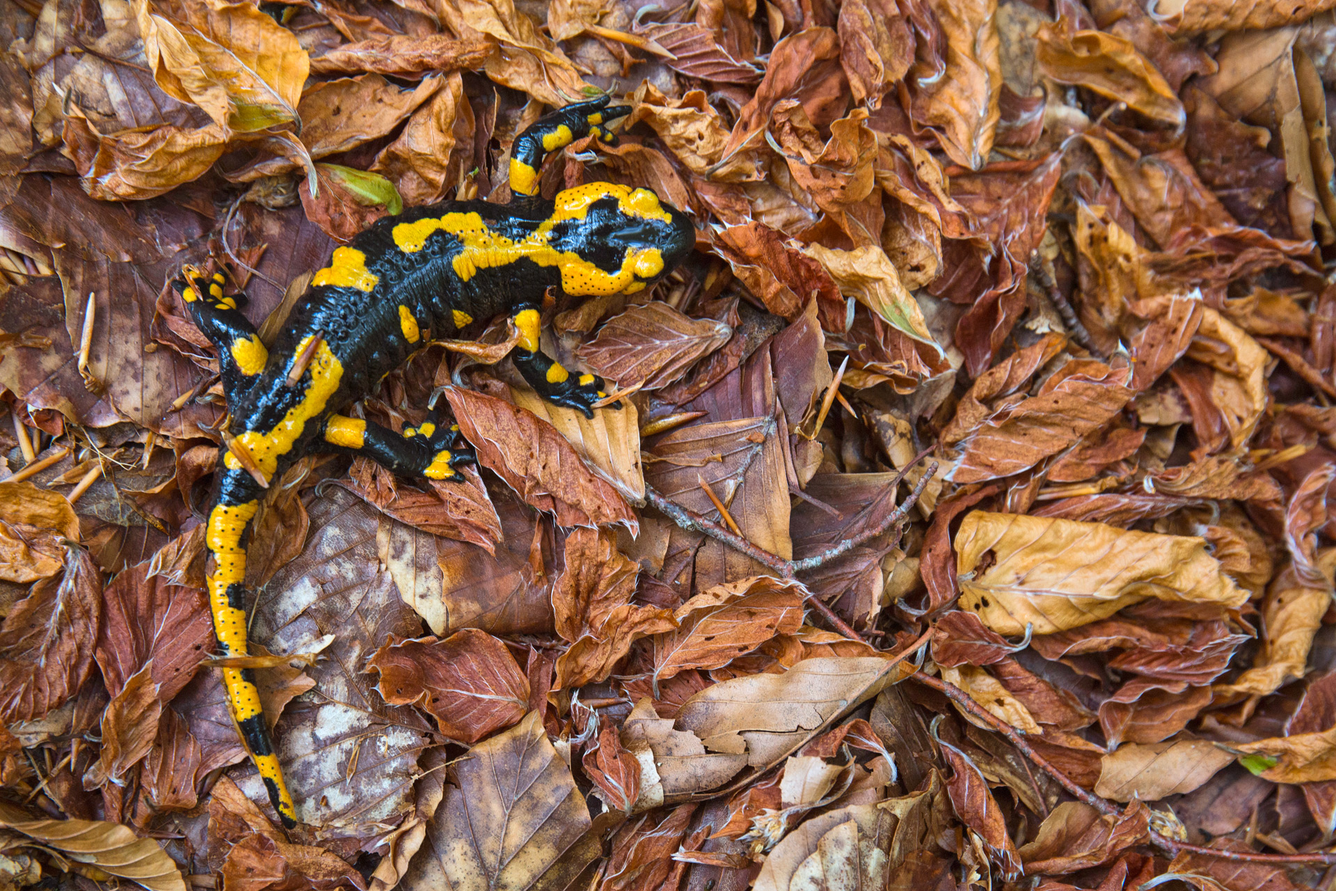 La salamandra pezzata appenninica, nella foto, vive in alcune faggete vetuste caratterizzate dalla presenza costante di acqua