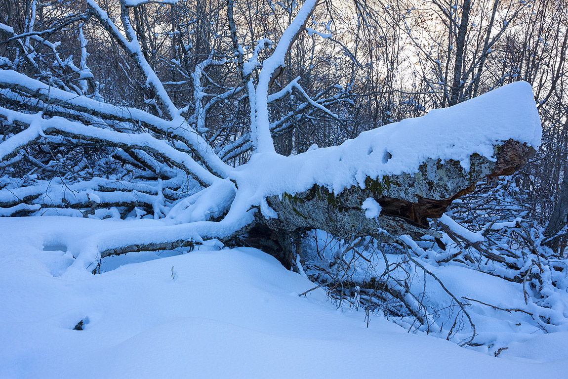 Indebolito dai parassiti, un faggio secolare può spezzarsi sotto il peso della neve invernale o per la scarica di un fulmine, soccombere alla siccità o ai venti di una tempesta. I faggi spezzati che rimangono in piedi, in gergo snag, rappresentano uno degli elementi che maggiormente catalizzano la biodiversità di una foresta.