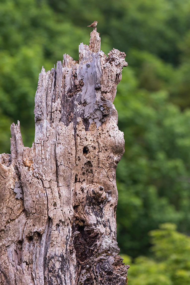 In cima al ceppo di un faggio, stump, uno scricciolo Troglodytes troglodytes difende cantando il proprio regno in miniatura