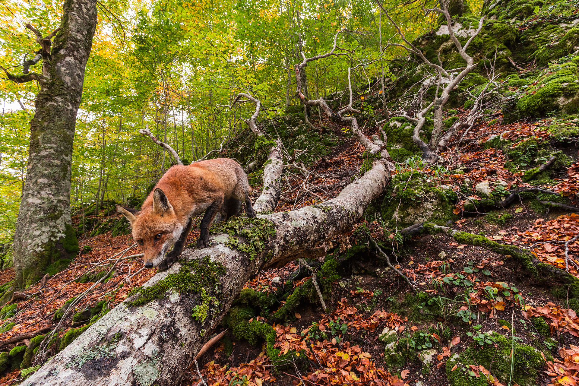 Dovremmo essere custodi rispettosi delle nostre foreste e, invece di cercare a ogni costo di gestirle, forse fare un passo indietro e soffermarci umilmente ad ammirare il trionfo della vita che si rigenera costantemente.