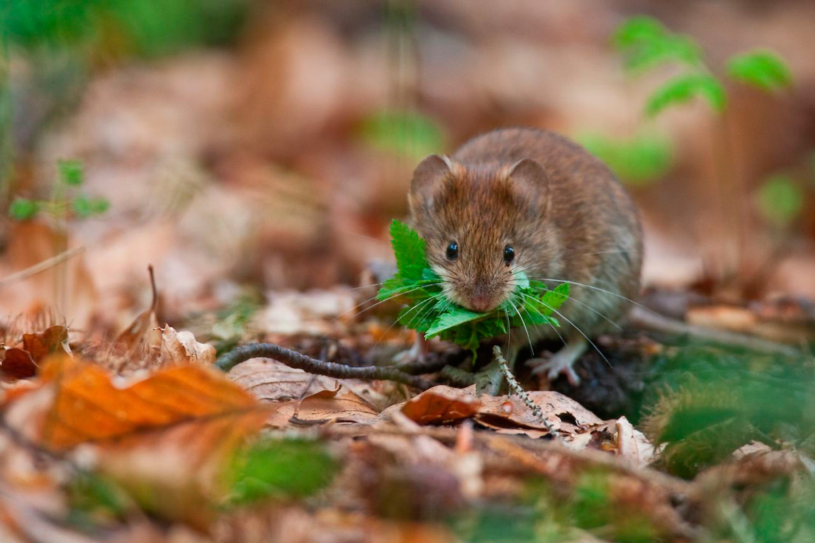 Il notevole contenuto calorico rende le faggiole molto appetite dalla fauna delle foreste