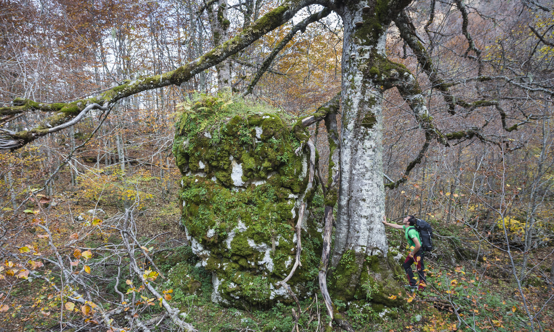 Sono passati in tutto cinquecento anni, siamo arrivati ai giorni nostri e in un pomeriggio di tarda estate un'escursionista accaldato si riposa all’ombra di questo albero maestoso